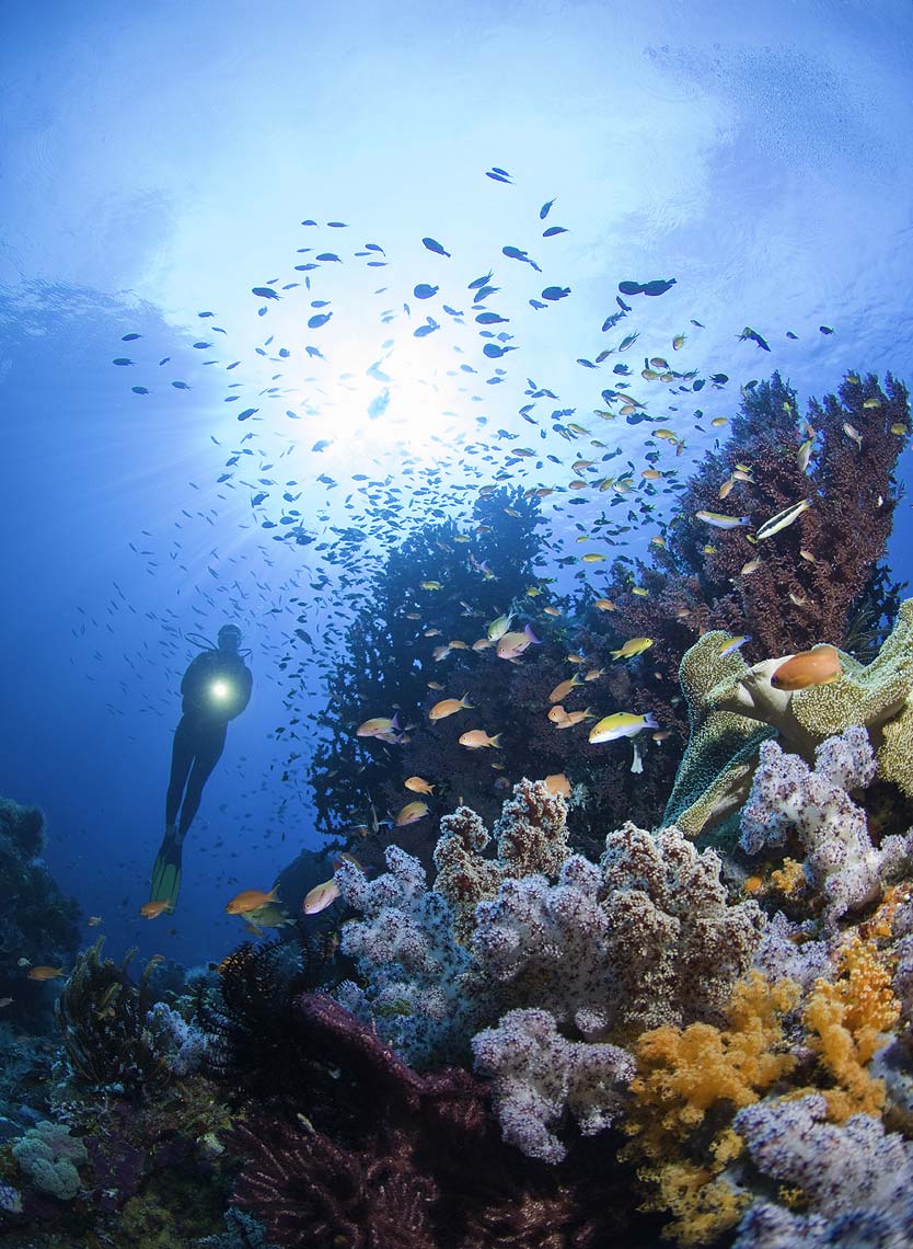 diver and coral reef Raja Ampat