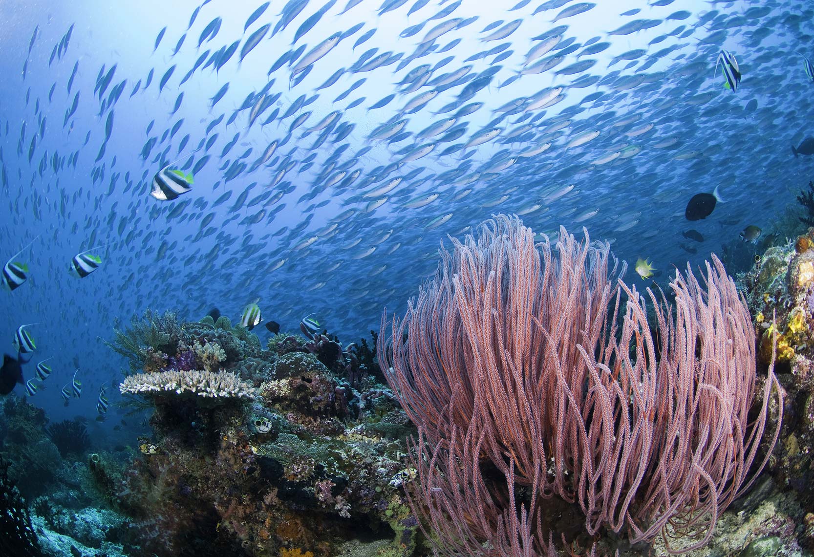 coral reef Raja Ampat