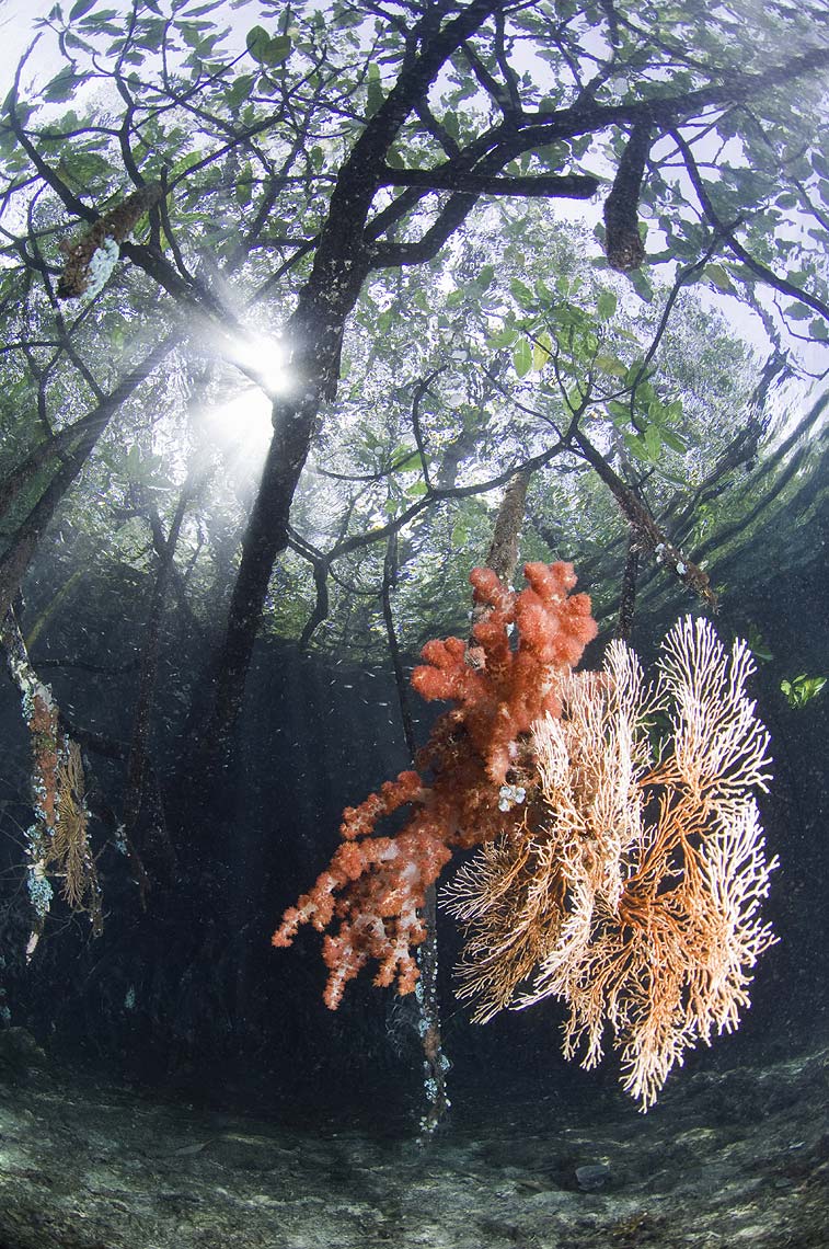 mangroves and coral indonesia