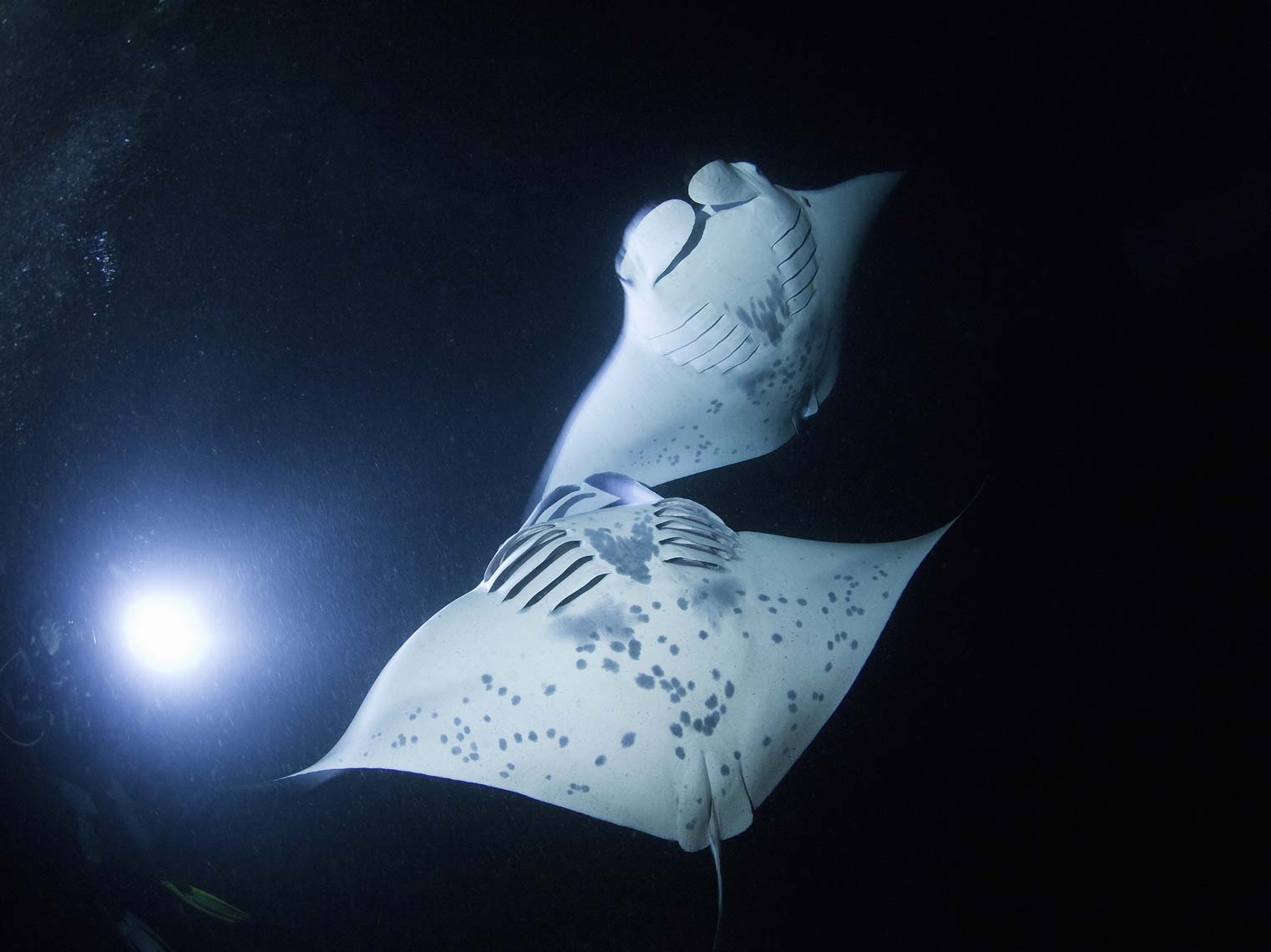 manta rays Kona Hawaii