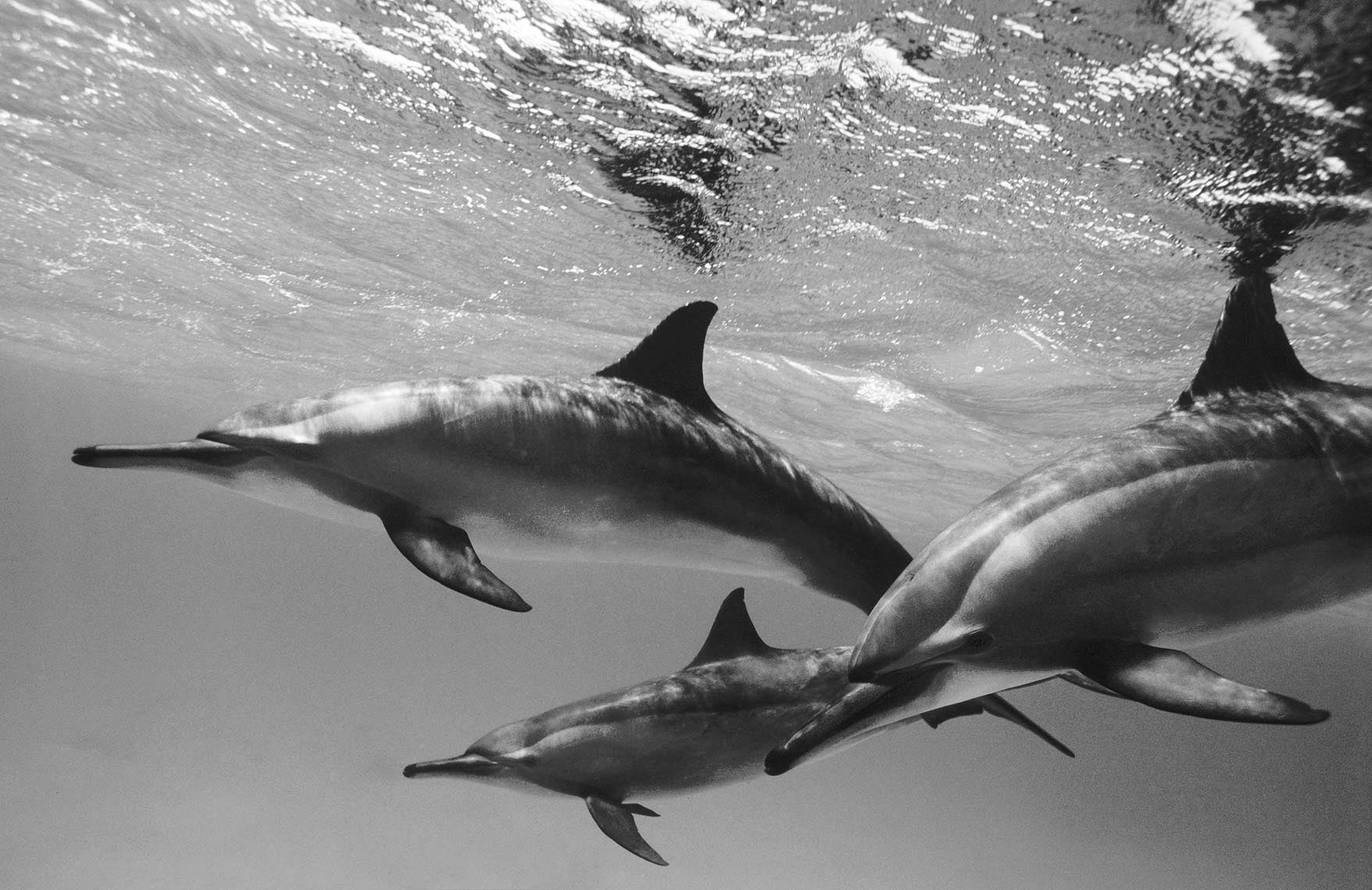 spinner dolphins Red Sea