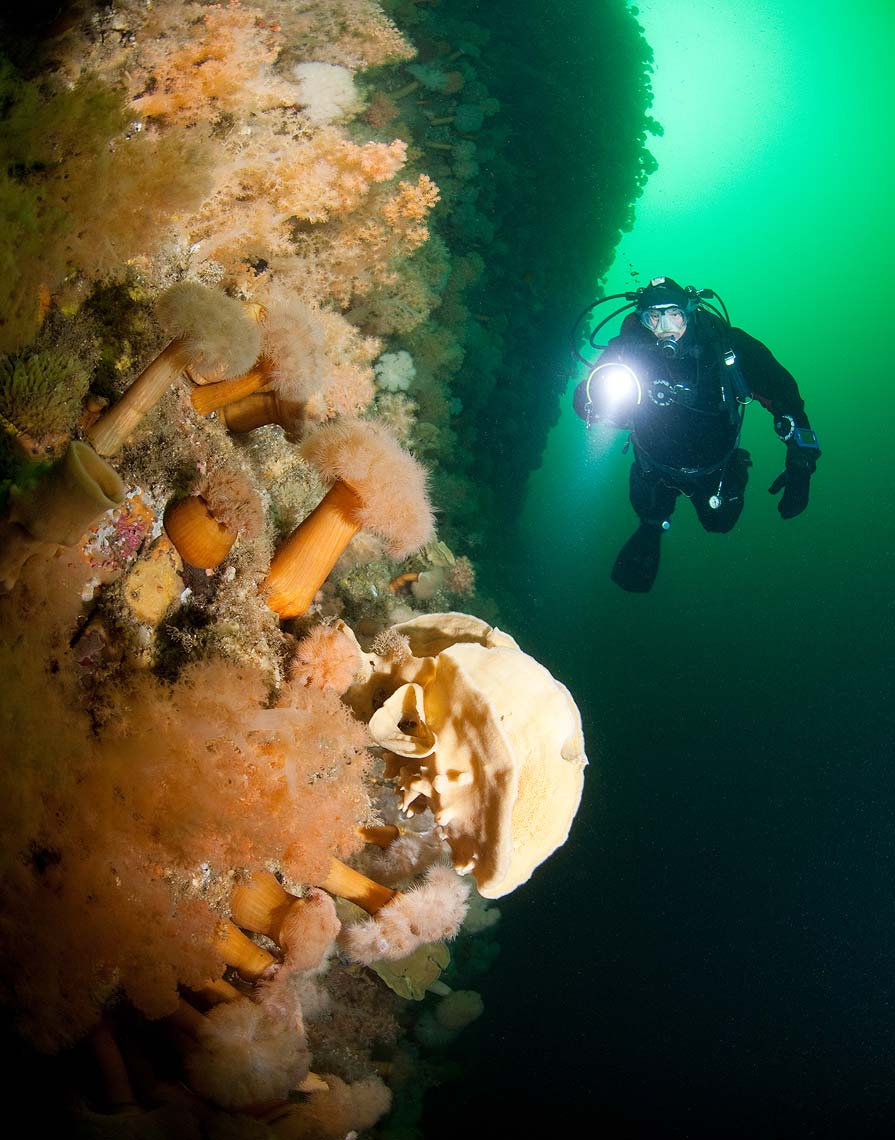 Gros Morne scuba diving