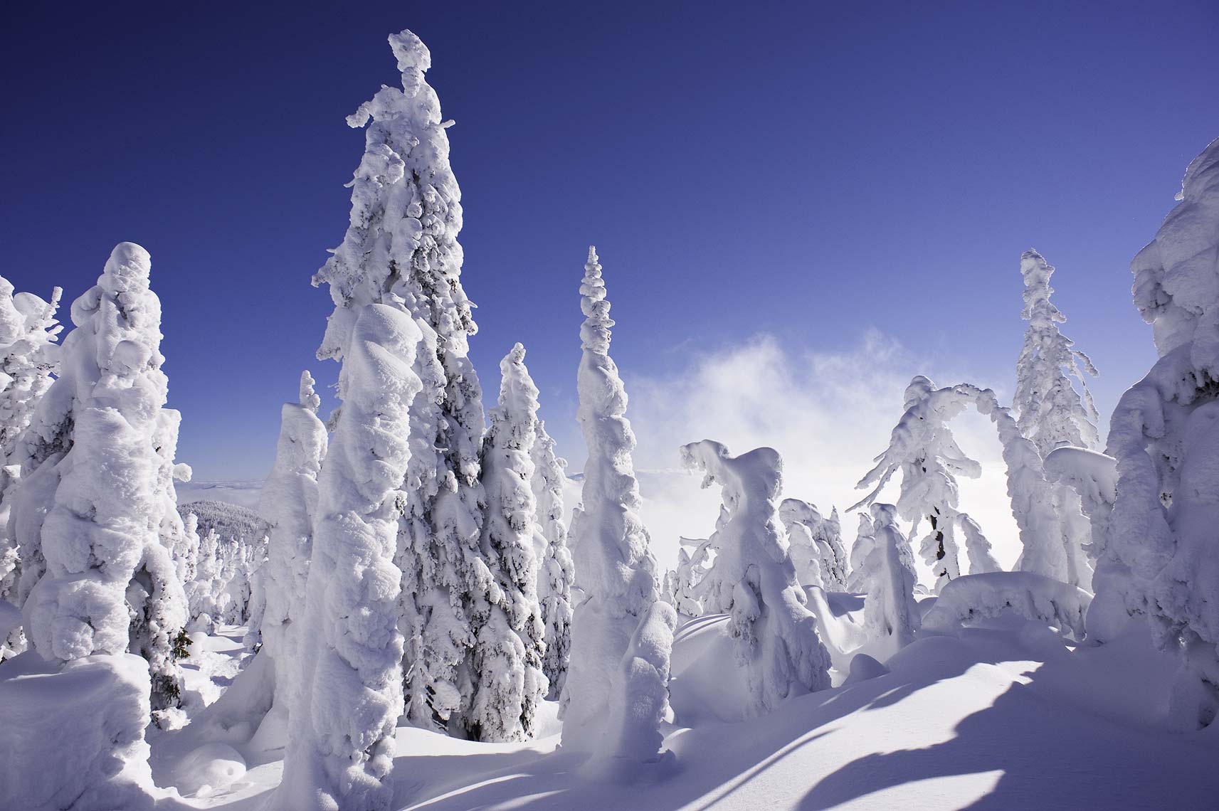 snowy trees in backcountry